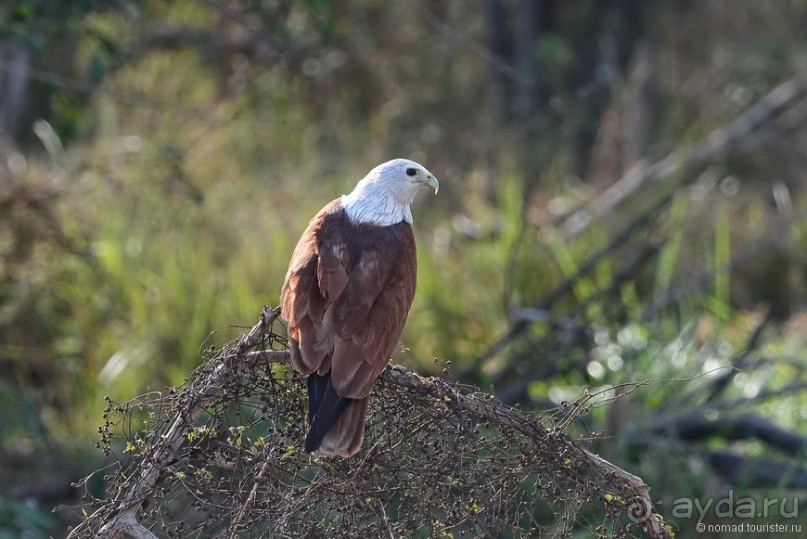 Птицы Шри-Ланки
