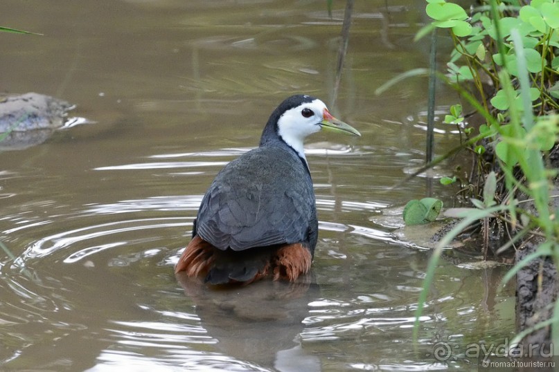 Птицы Шри-Ланки