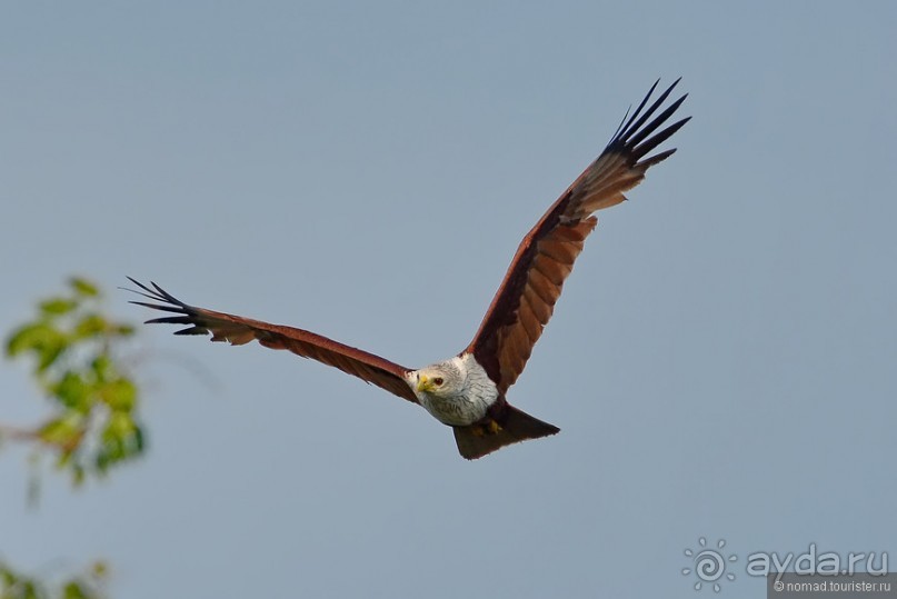 Птицы Шри-Ланки