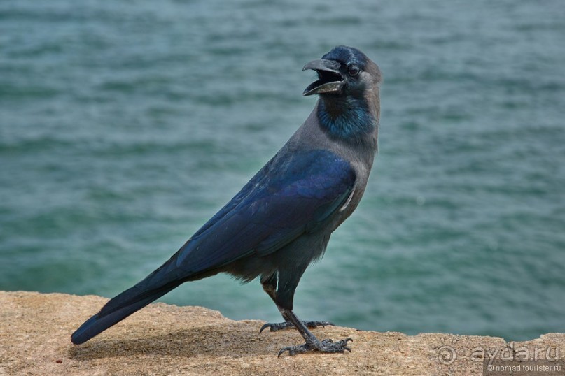 Птицы Шри-Ланки