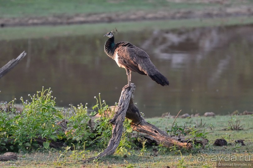 Птицы Шри-Ланки