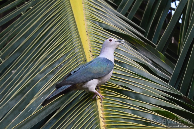 Птицы Шри-Ланки