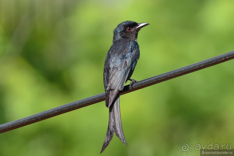 Птицы Шри-Ланки