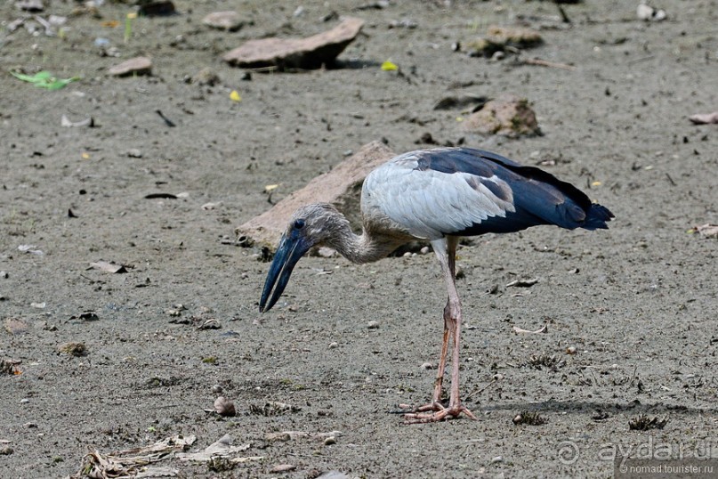 Птицы Шри-Ланки