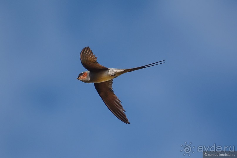 Птицы Шри-Ланки