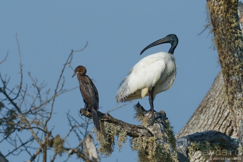 Птицы Шри-Ланки