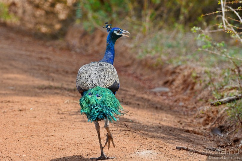 Птицы Шри-Ланки