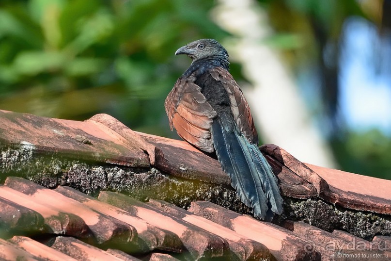 Птицы Шри-Ланки