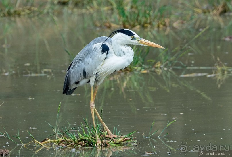 Птицы Шри-Ланки