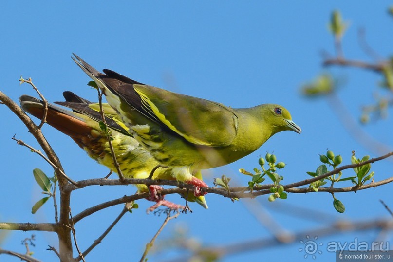 Птицы Шри-Ланки