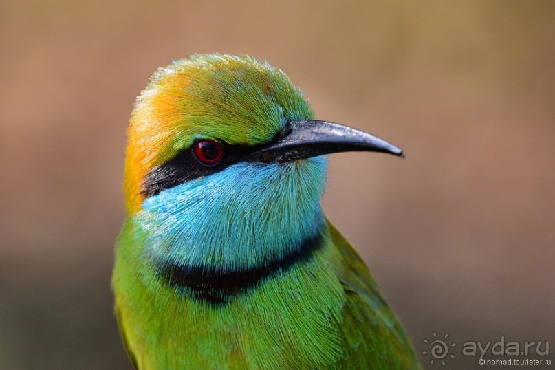 Птицы Шри-Ланки