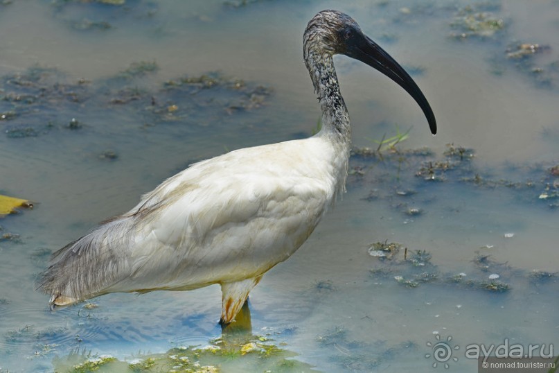 Птицы Шри-Ланки