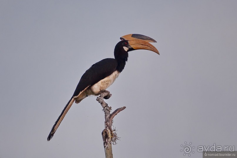 Птицы Шри-Ланки