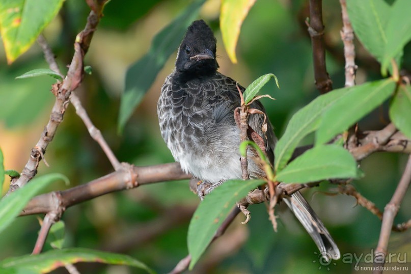 Птицы Шри-Ланки