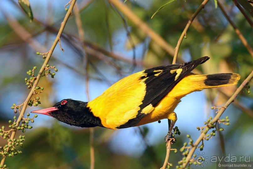 Птицы Шри-Ланки
