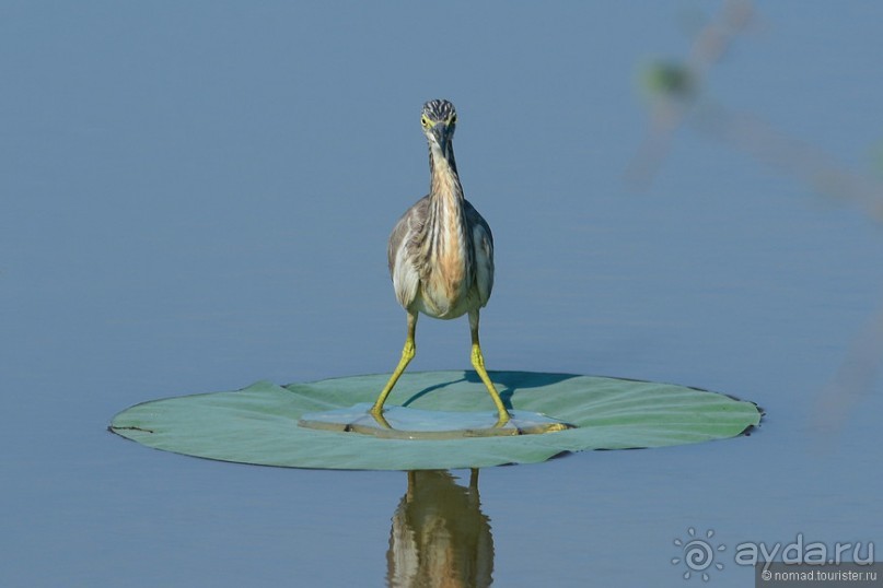 Птицы Шри-Ланки