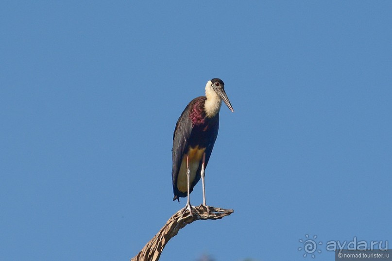 Птицы Шри-Ланки