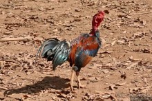 Азиатский квест, или поди туда, не знаю куда. Часть 3