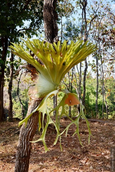 Азиатский квест, или поди туда, не знаю куда. Часть 3