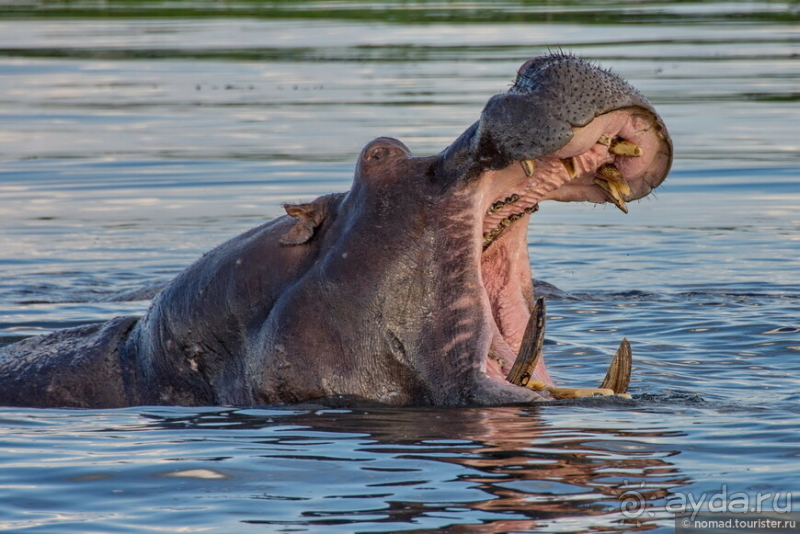 Африканское ралли. Часть 5