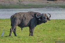 Африканское ралли. Часть 5