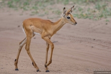 Африканское ралли. Часть 5