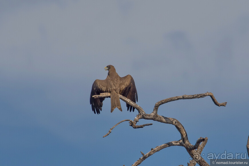 Африканское ралли. Часть 5