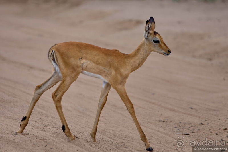 Африканское ралли. Часть 5