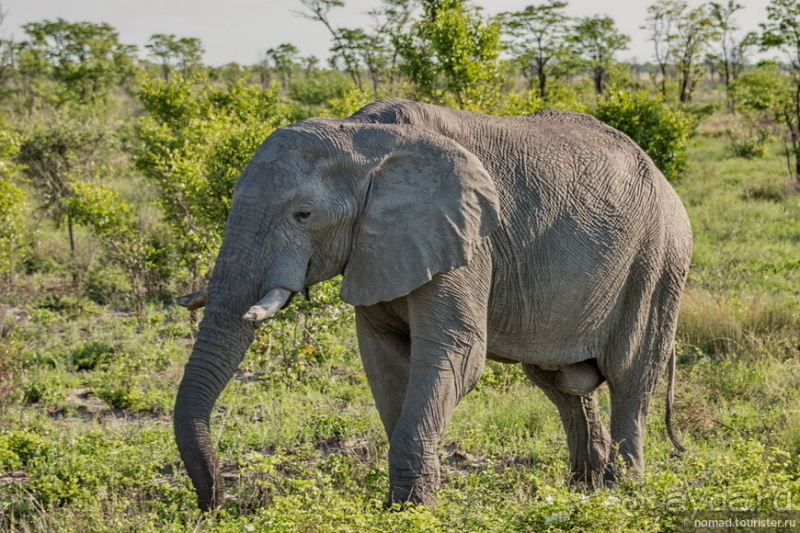 Африканское ралли. Часть 5