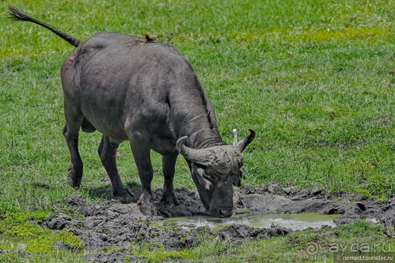 Африканское ралли. Часть 5