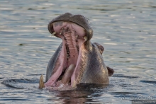 Африканское ралли. Часть 5