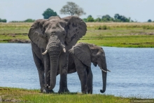 Африканское ралли. Часть 5