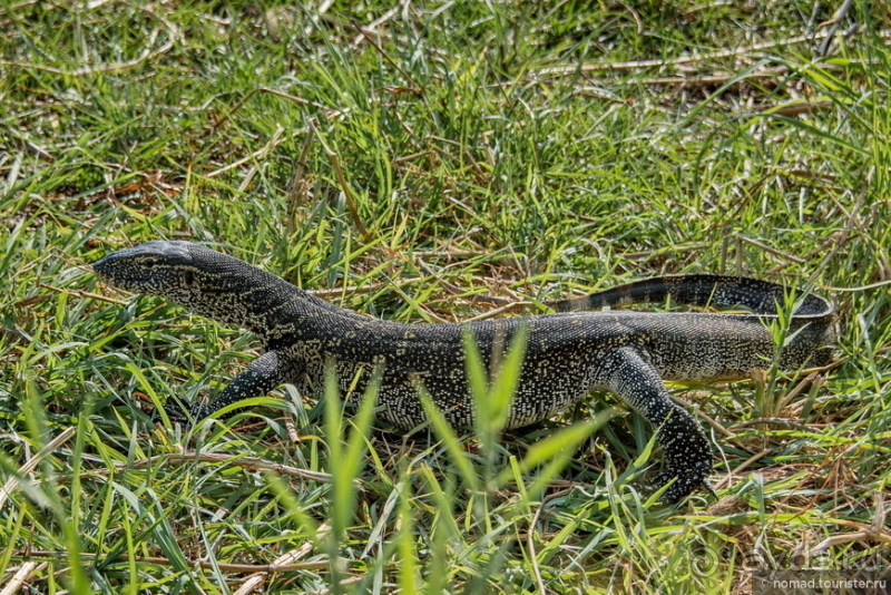 Африканское ралли. Часть 5