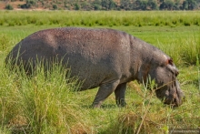 Африканское ралли. Часть 5