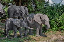 Африканское ралли. Часть 5