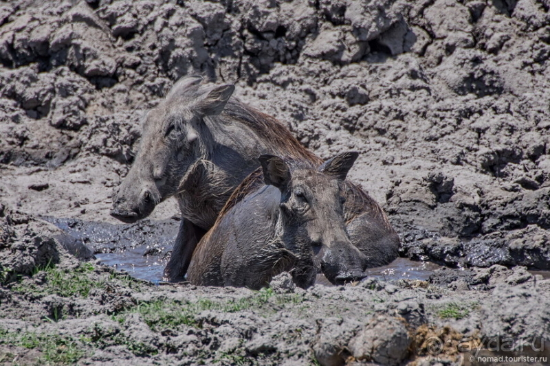 Африканское ралли. Часть 5