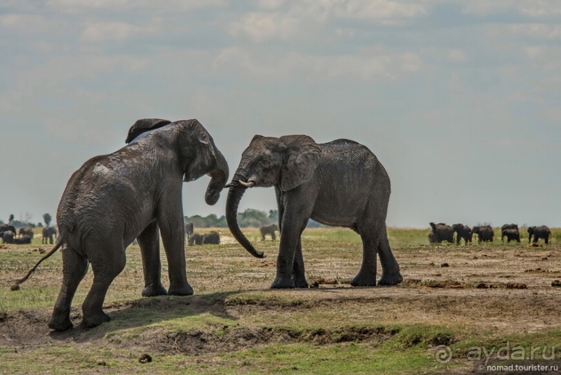 Африканское ралли. Часть 5