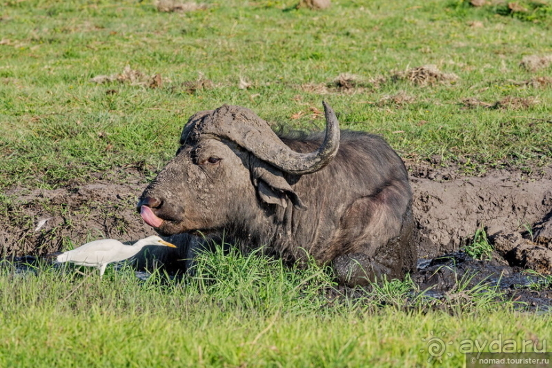 Африканское ралли. Часть 5