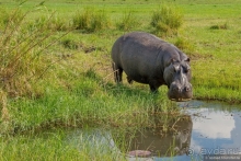 Африканское ралли. Часть 5