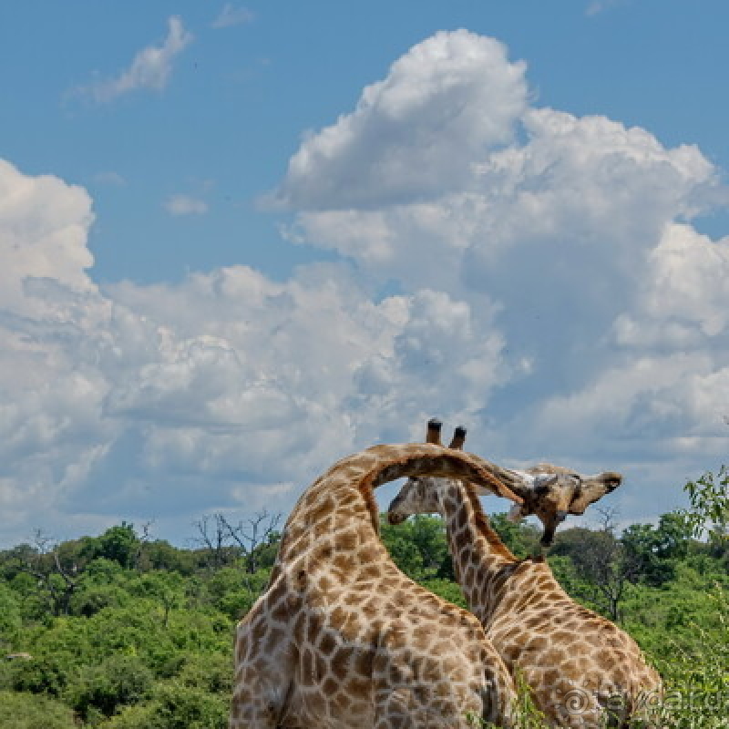 Африканское ралли. Часть 5