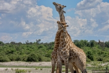 Африканское ралли. Часть 5