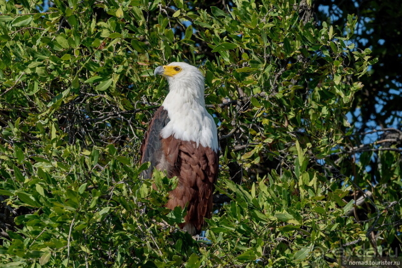 Африканское ралли. Часть 5