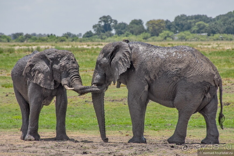 Африканское ралли. Часть 5