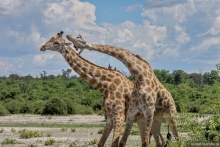 Африканское ралли. Часть 5