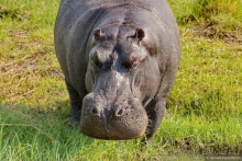 Африканское ралли. Часть 5