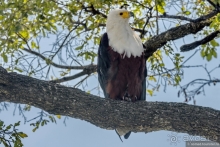 Африканское ралли. Часть 5