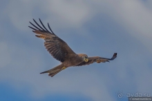 Африканское ралли. Часть 5