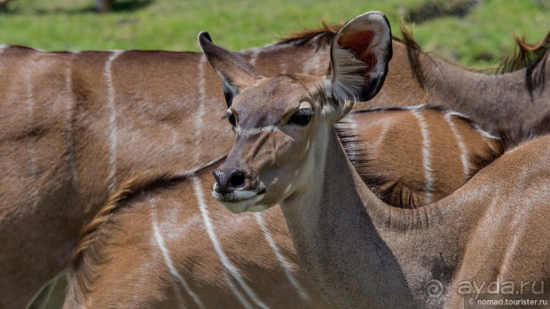 Африканское ралли. Часть 5