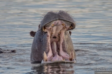 Африканское ралли. Часть 5