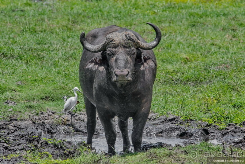 Африканское ралли. Часть 5